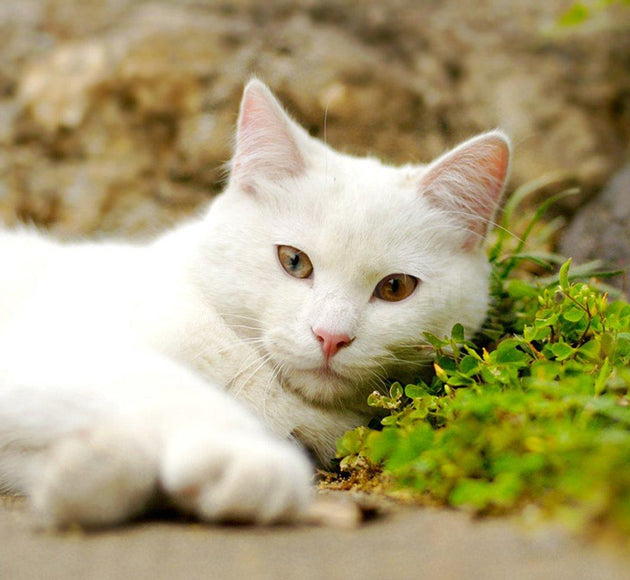 Feline Faithfulness: Exploring the Surprising Loyalty of Cats