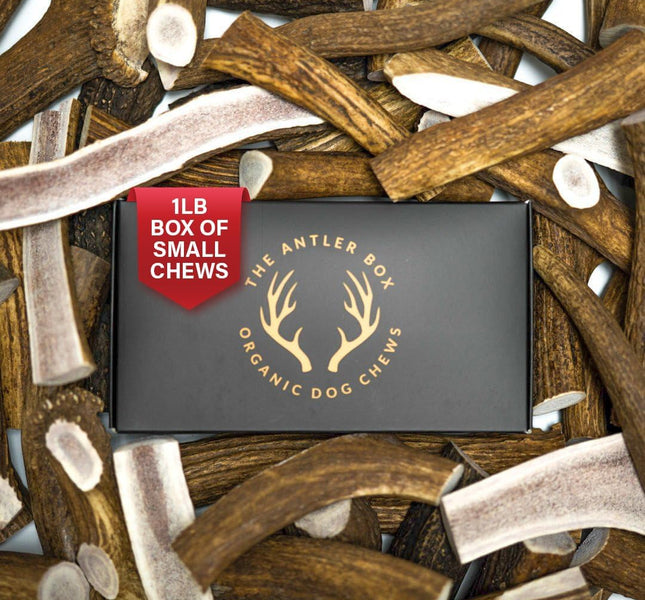 Premium Elk Antler Dog Chews-FluffyFare